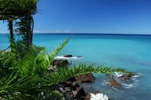 Strandaufnahme mit einer Palme von Barbados